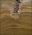muddy waters