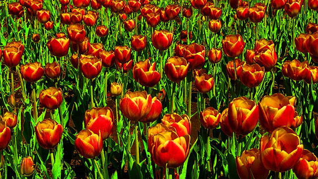 tulips