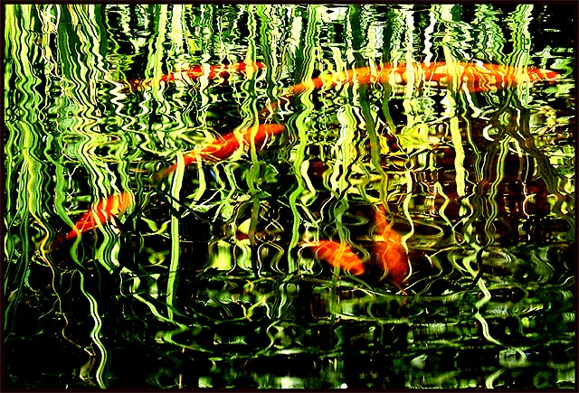 goldfish