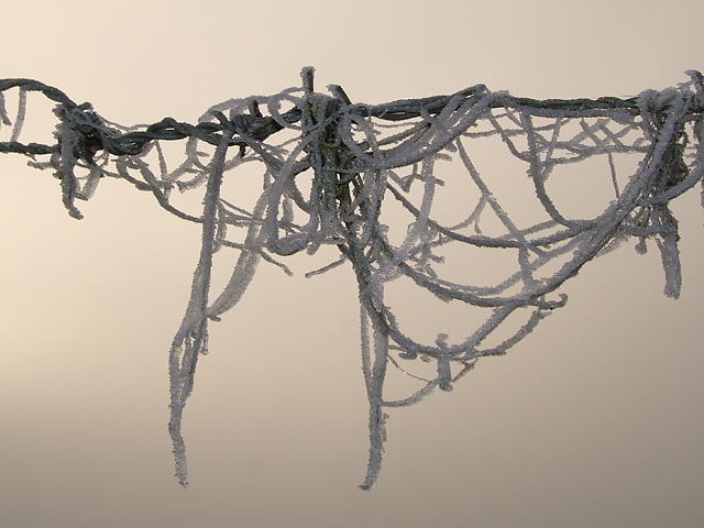 barbed symphonie