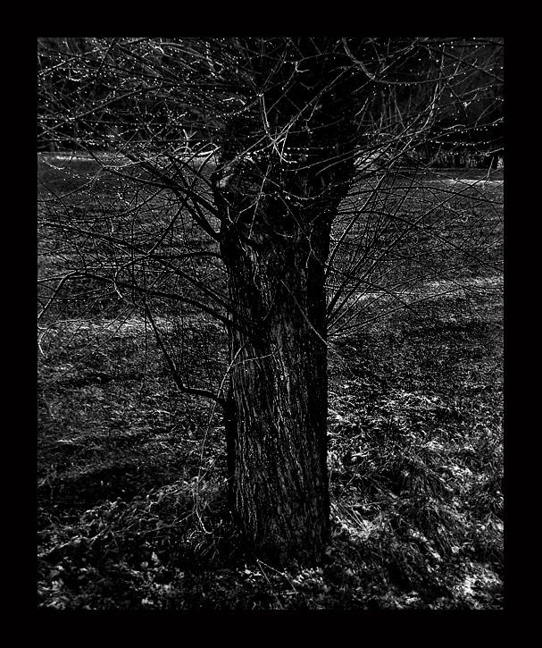 tears of a tree