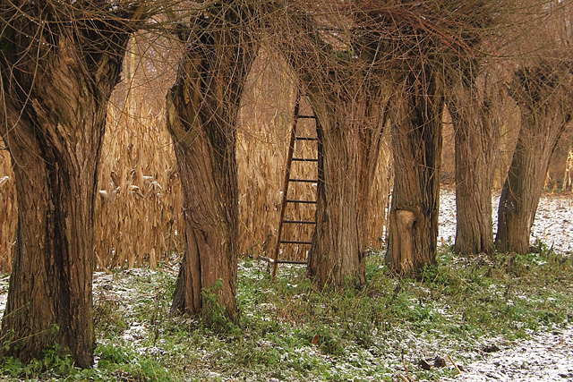Willow Ladder Corn