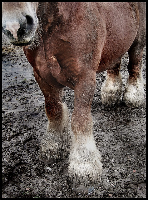 Belgian Draught-Horse