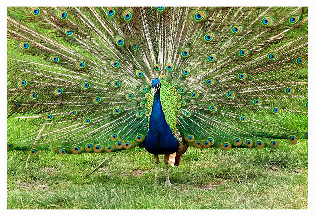 Peacock