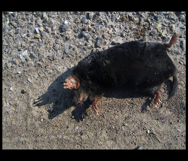 mole (gemold)