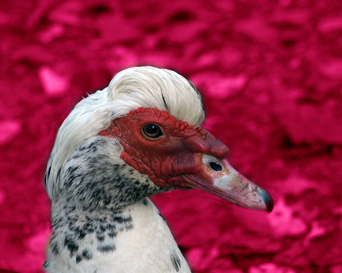 duck on dope