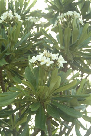 Untitled Flowers