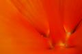 Hibiscus Macro