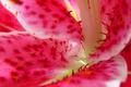 Stargazer Lily Macro