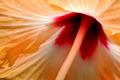 Orange Hibiscus