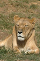 Lioness