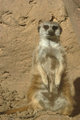 Merecat