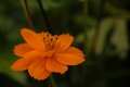 Cosmos Flower