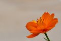 Cosmos Flower