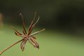 Cosmos Seeds