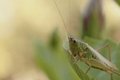 Grasshopper