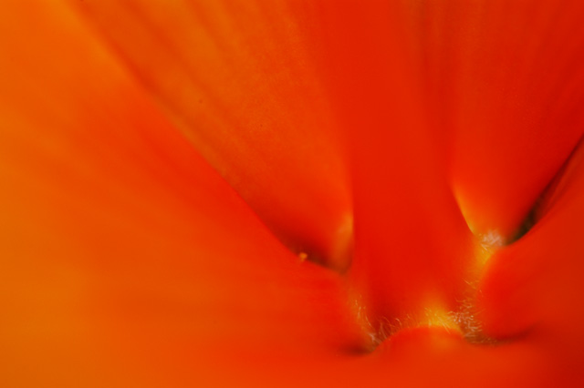 Hibiscus Macro