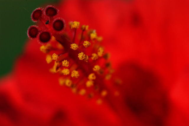 Hibiscus Macro