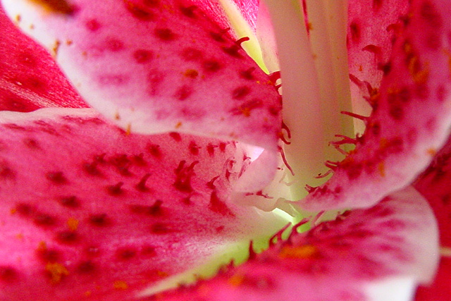 Stargazer Lily Macro