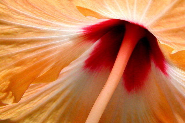 Orange Hibiscus