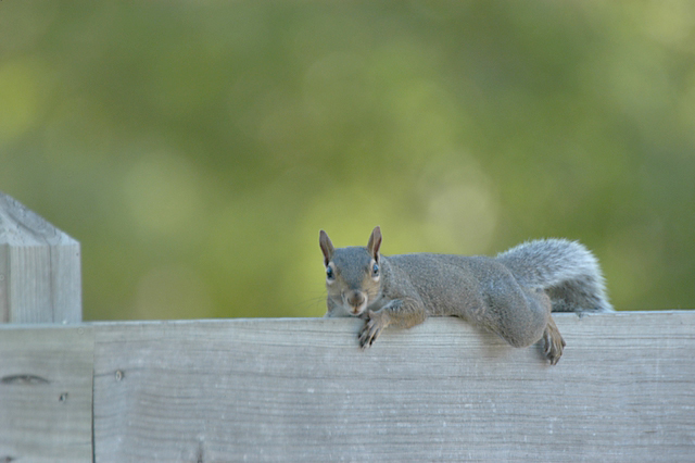 Squirrel