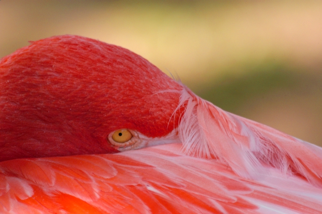 Flamingo