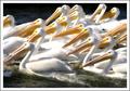 Pelicans In Unison