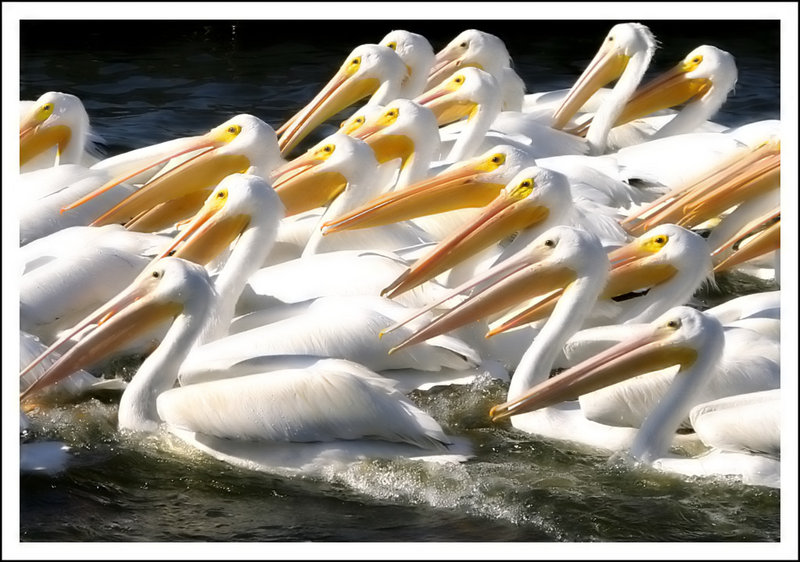 Pelicans In Unison