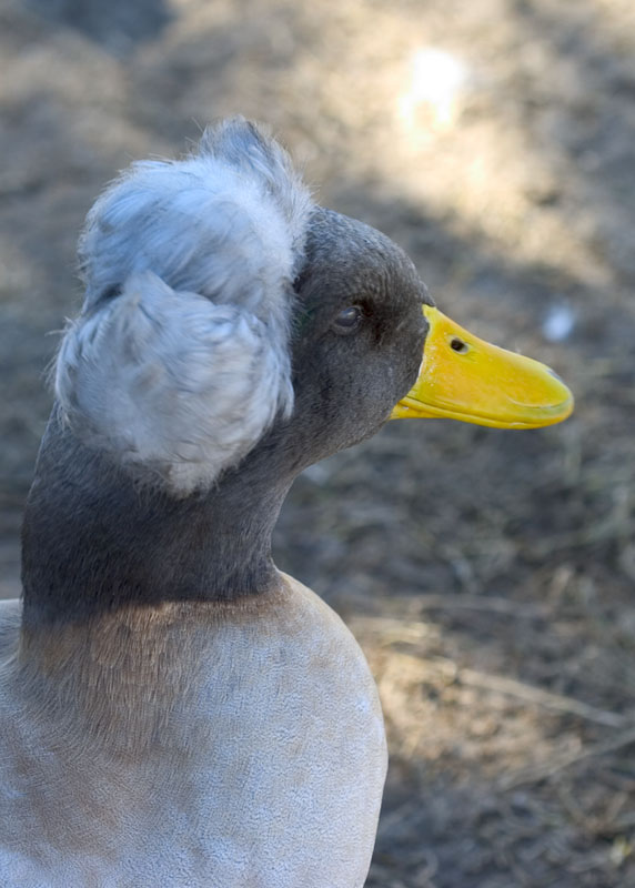 Don King or Duck King?