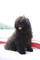 Puli Puppy