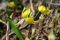 Spring in Glacier Park