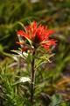 Indian Paintbrush