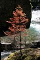 Little Red Tree