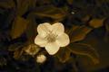 Pretty Flower
