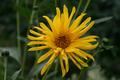 Yellow Flower