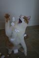 Silly Kitty