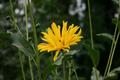 Yellow Flower