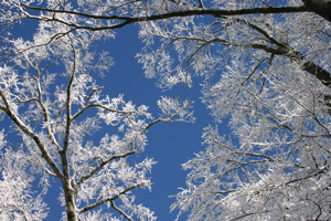 Ice Trees