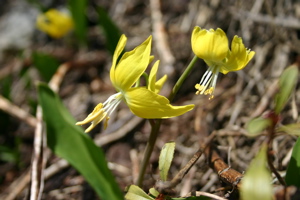 Spring in Glacier Park