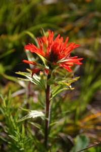 Indian Paintbrush