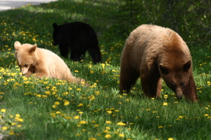 Unlikely Bear Family