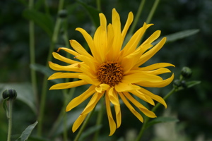 Yellow Flower