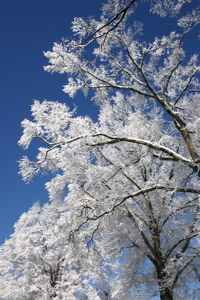 Ice Trees II