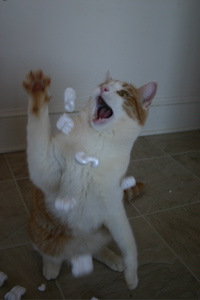 Silly Kitty