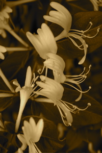 Honey Flower