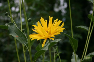 Yellow Flower