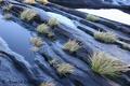 Hairgrass Parade