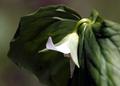 Nodding Trillium