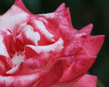 rose 8x10.jpg