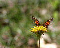 butterfly hawkweed 8x10.jpg